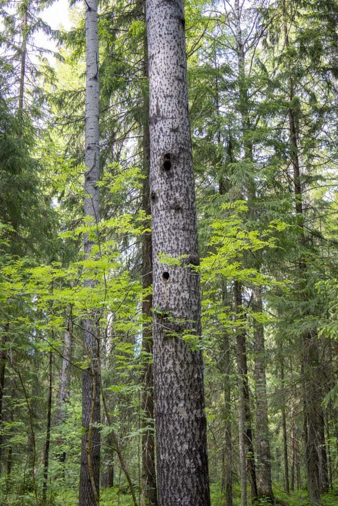 Haapa vehreässä metsässä.